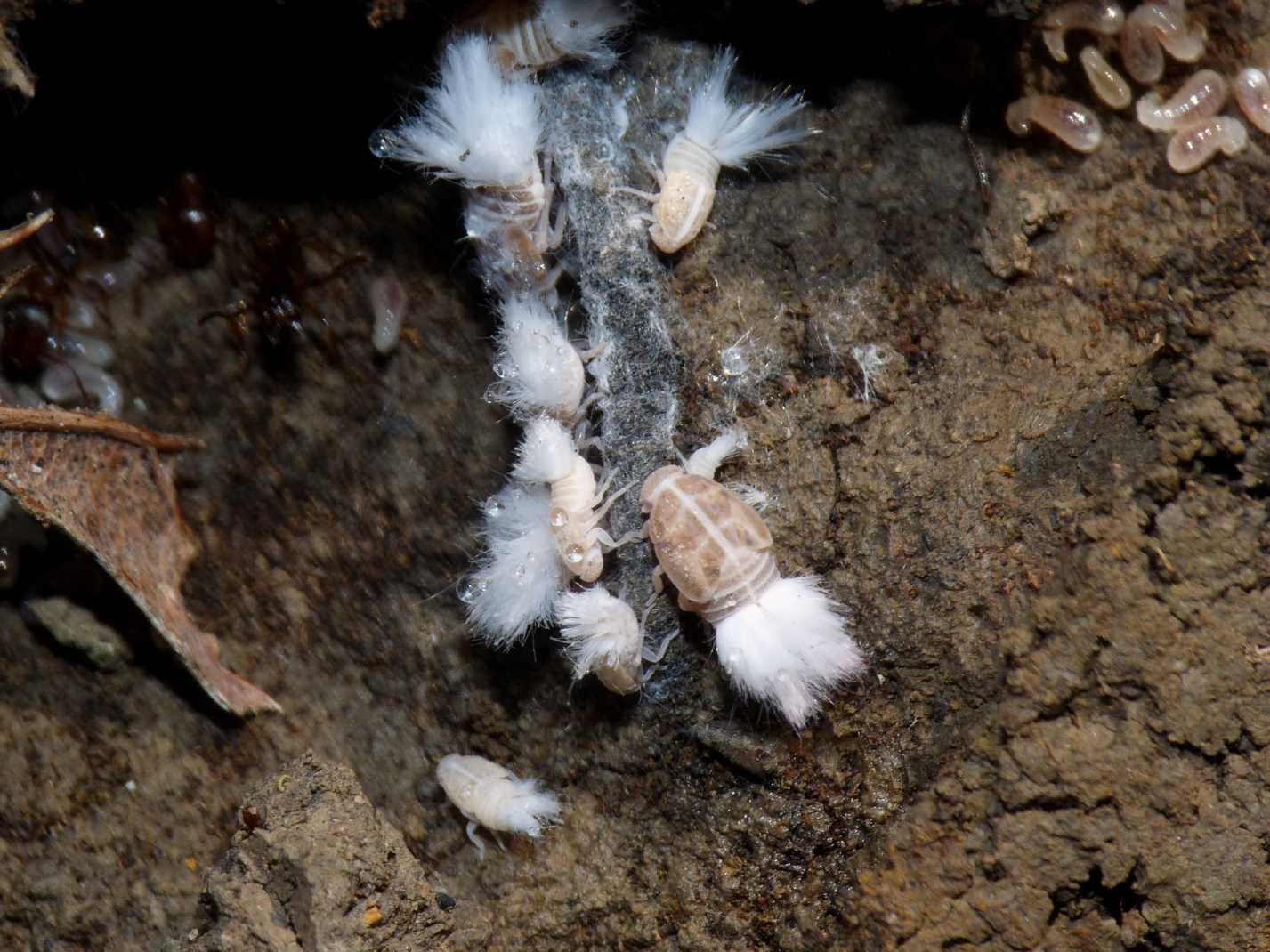 Ospiti delle formiche Myrmica: Cixiidae Reptalus sp.